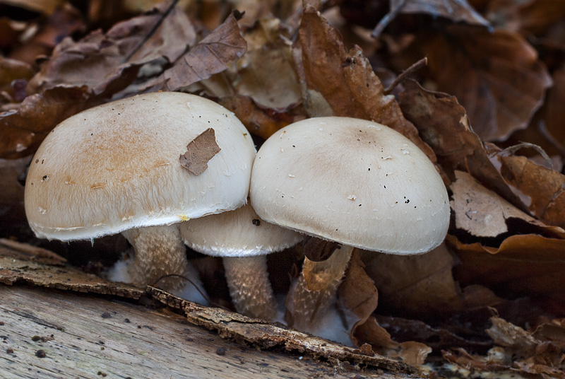 Pholiota lenta